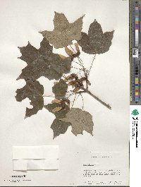 Acer nigrum image