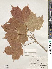 Acer nigrum image