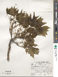 Acer nigrum image