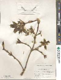 Acer nigrum image