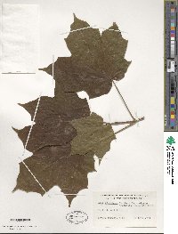 Acer nigrum image