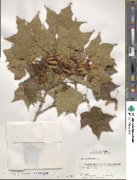 Acer nigrum image