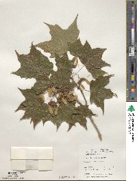 Acer nigrum image