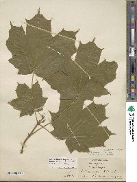 Acer nigrum image