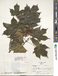 Acer nigrum image