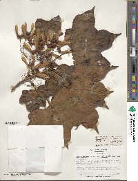 Acer nigrum image