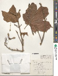 Acer nigrum image