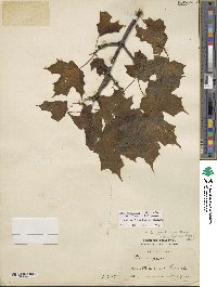 Acer nigrum image