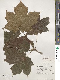 Acer nigrum image