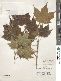 Acer nigrum image