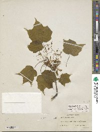 Acer nigrum image