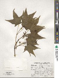 Acer saccharum image