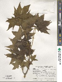 Acer saccharum image