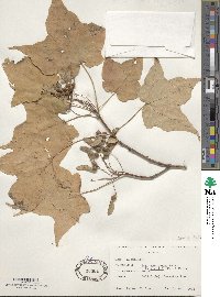 Acer saccharum image