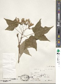 Acer saccharum subsp. saccharum image