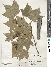 Acer saccharum subsp. saccharum image