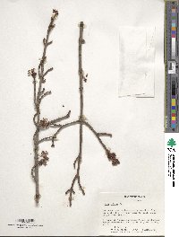 Acer rubrum image