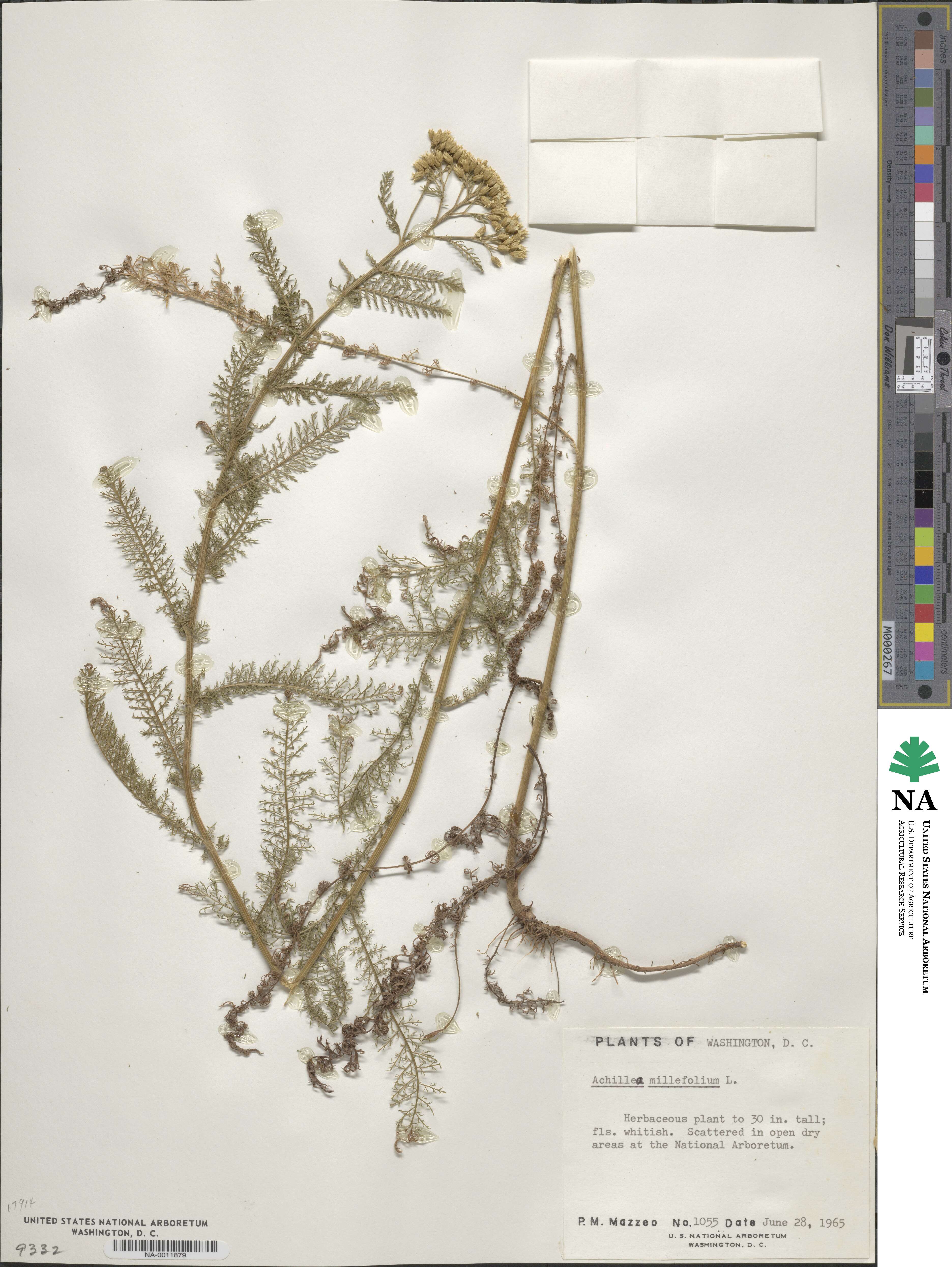 Achillea millefolium image