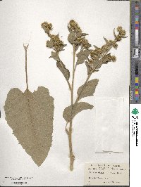 Arctium minus image