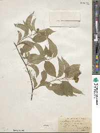 Celastrus scandens image