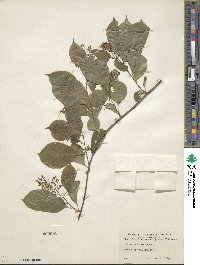 Celastrus scandens image