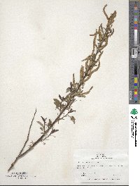 Salix purpurea image