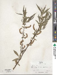 Salix purpurea image