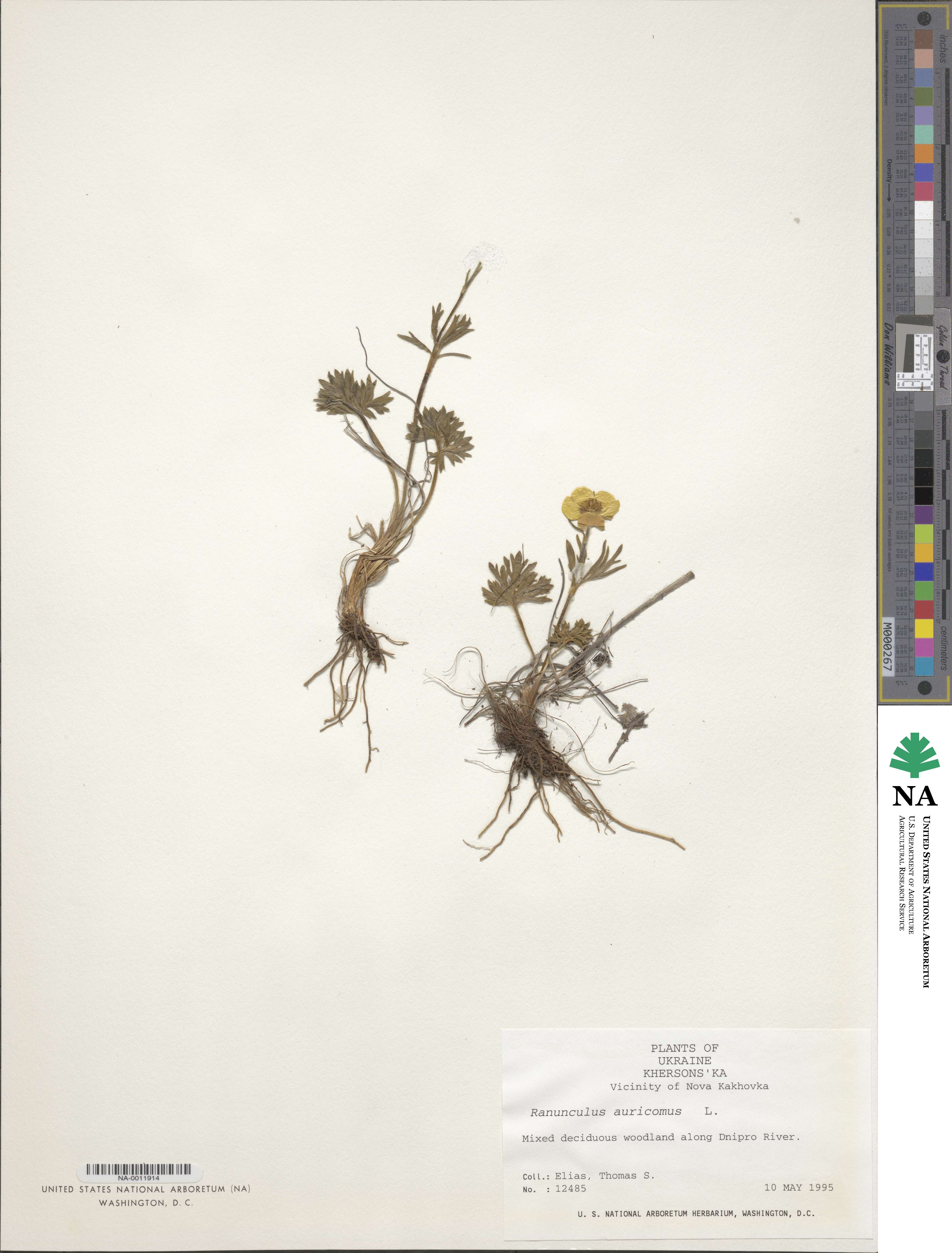 Ranunculus auricomus image