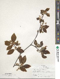 Fagus orientalis image