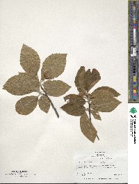 Fagus orientalis image