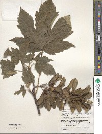 Acer pseudoplatanus image