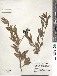 Image of Ligustrum vulgare