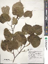 Image of Tilia cordata