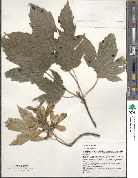 Acer pseudoplatanus image