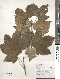 Acer pseudoplatanus image