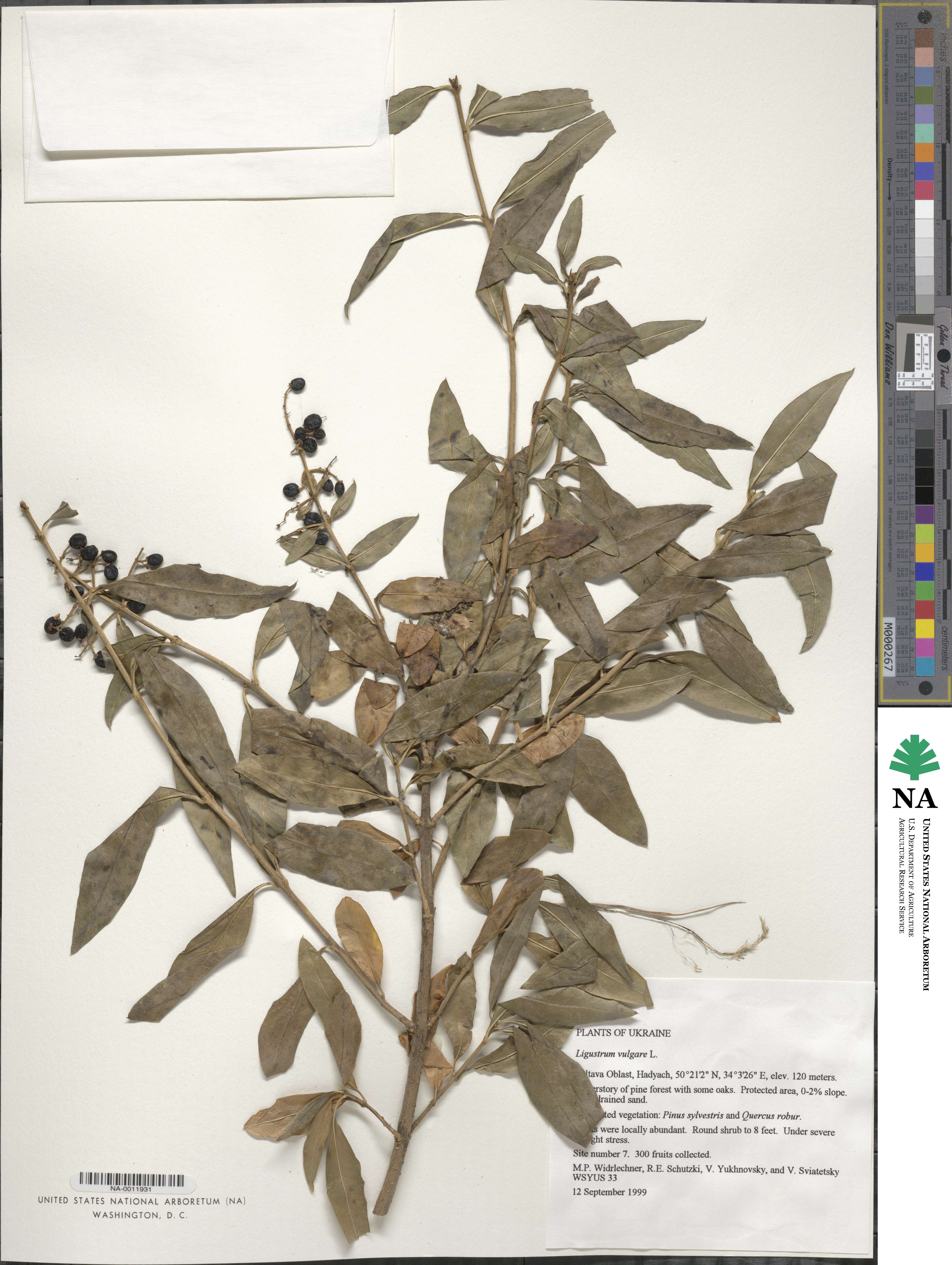 Ligustrum vulgare image