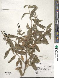 Ligustrum vulgare image