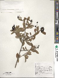 Ligustrum vulgare image