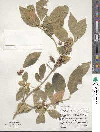 Euonymus europaeus image