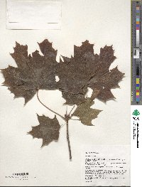 Acer platanoides image