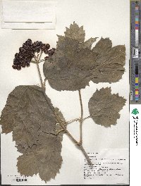 Viburnum opulus image