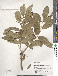 Fraxinus excelsior image