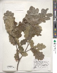 Quercus robur image