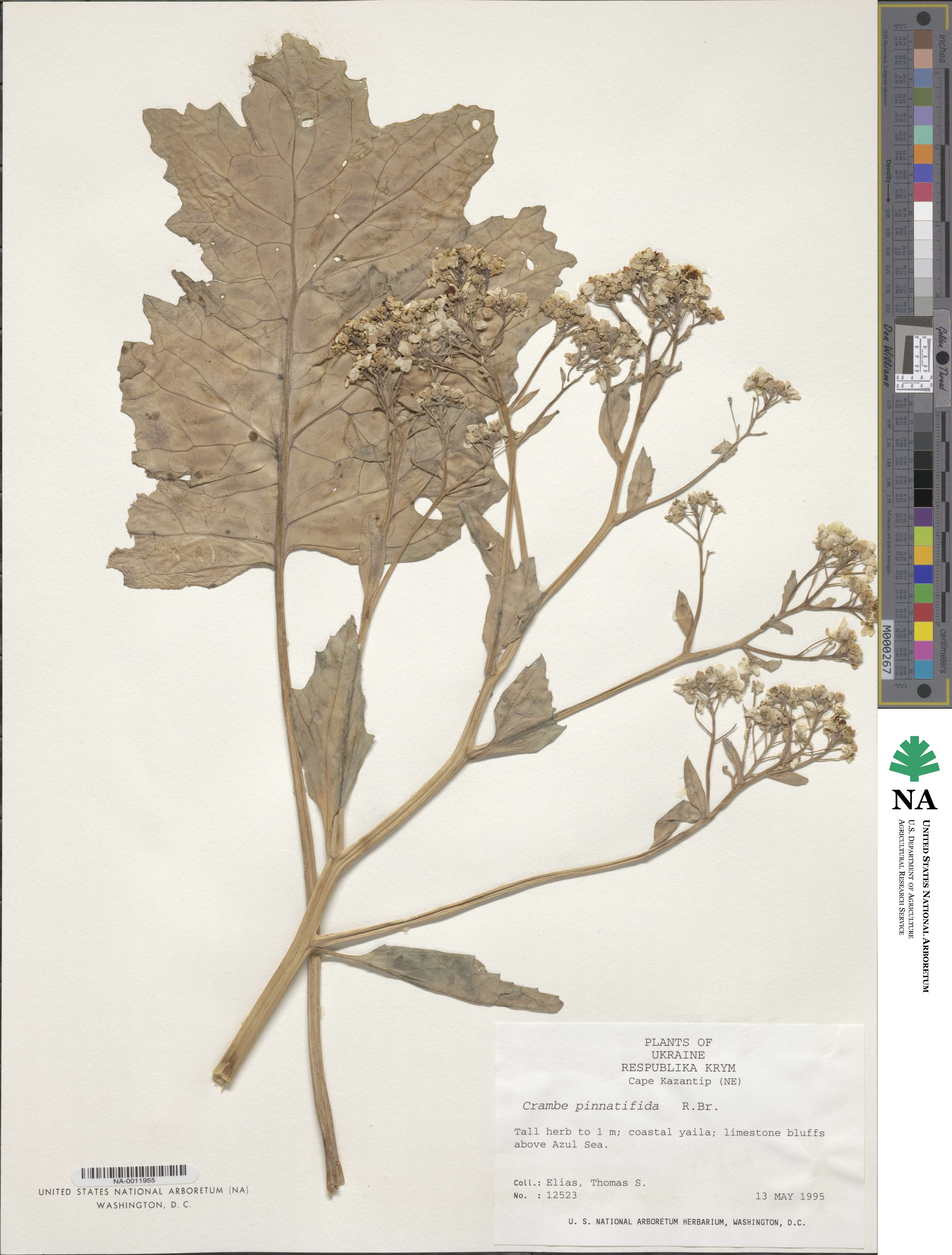 Crambe image
