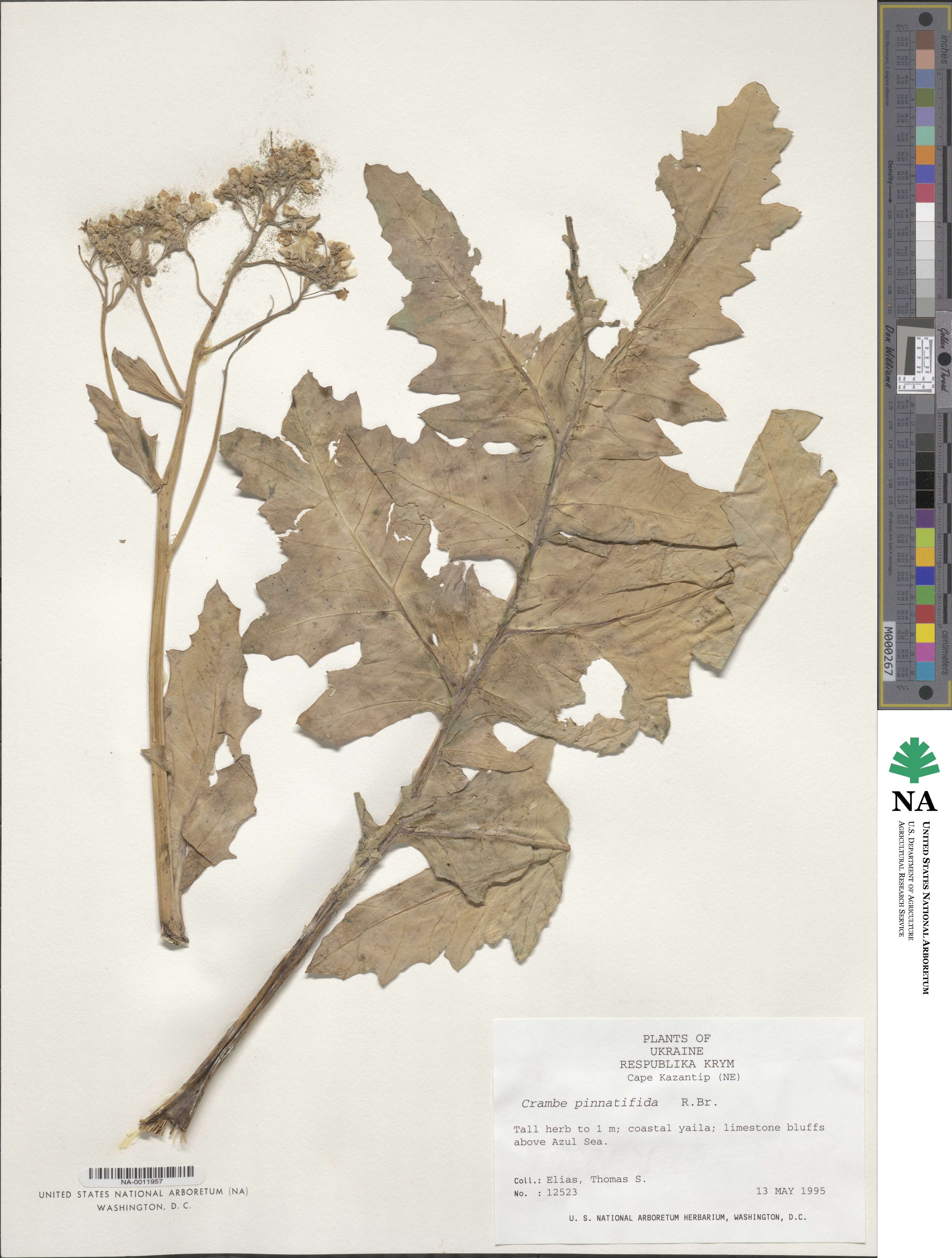 Crambe tataria image