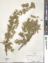 Image of Caragana arborescens