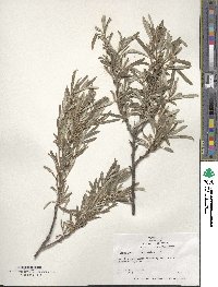 Hippophae rhamnoides image