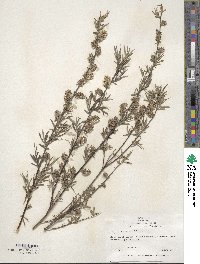 Salix rosmarinifolia image