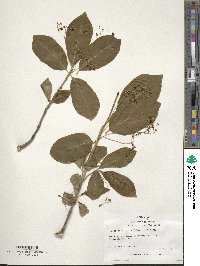 Euonymus latifolius image