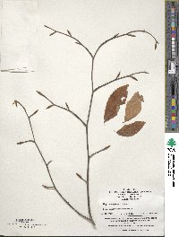 Fagus engleriana image